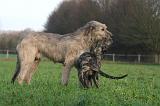 IRISH WOLFHOUND 224